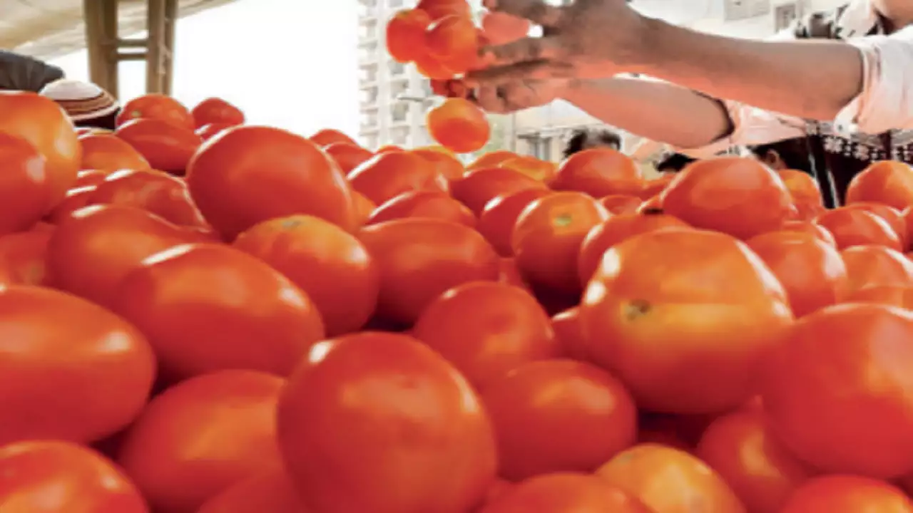 Fresh crop helps price of tomato dip to Rs 80-120/kg in Mumbai