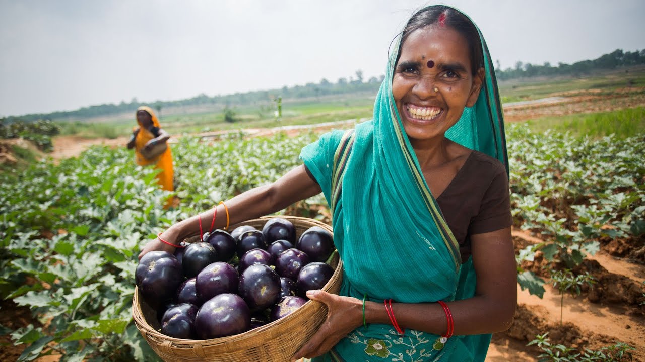 India’s Vegetable Harvest Hits Record High in 2025